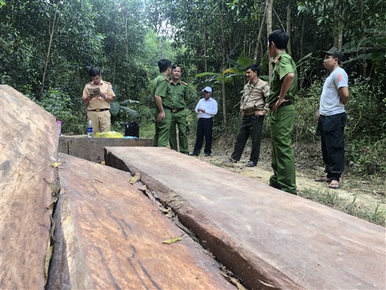 M’Đrắk&#x3A; Xác định án điểm vụ án phá rừng nghiêm trọng tại xã Cư San