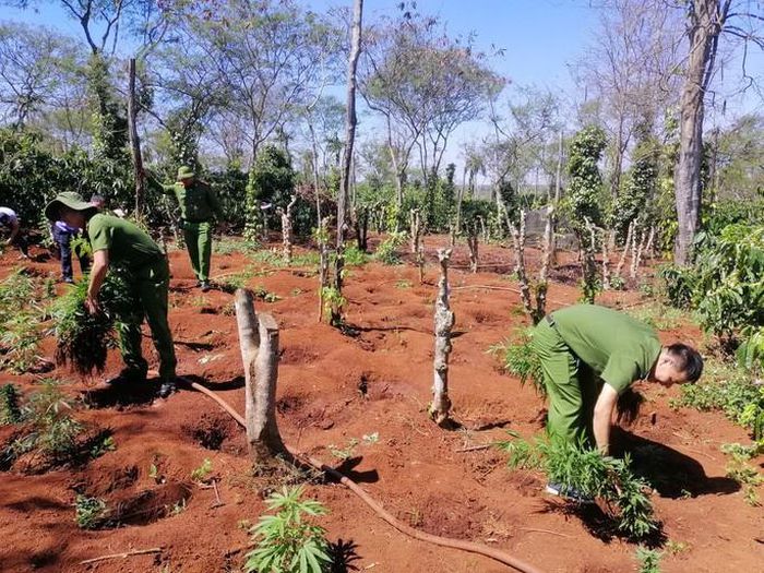 Liên tiếp phát hiện các vụ trồng cần sa trái phép trên địa bàn tỉnh Đắk Lắk