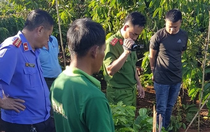 VKSND tỉnh Đắk Lắk&#x3A; Kiến nghị tăng cường công tác phòng, chống trồng cây có chứa chất ma túy
